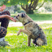 Hund im Training beim Pfötchen geben