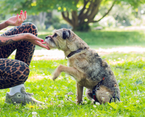Hund im Training beim Pfötchen geben