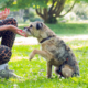 Hund im Training beim Pfötchen geben