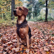 Hund beim Hundetraining in Hamburg