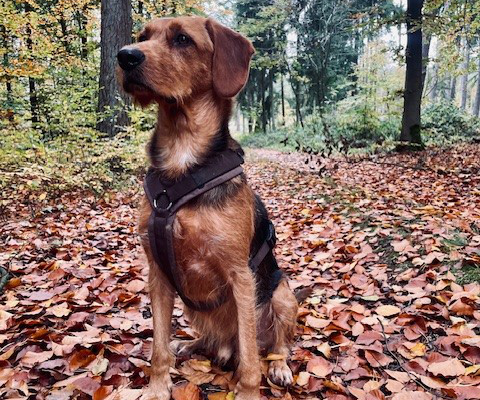 Hund beim Hundetraining in Hamburg