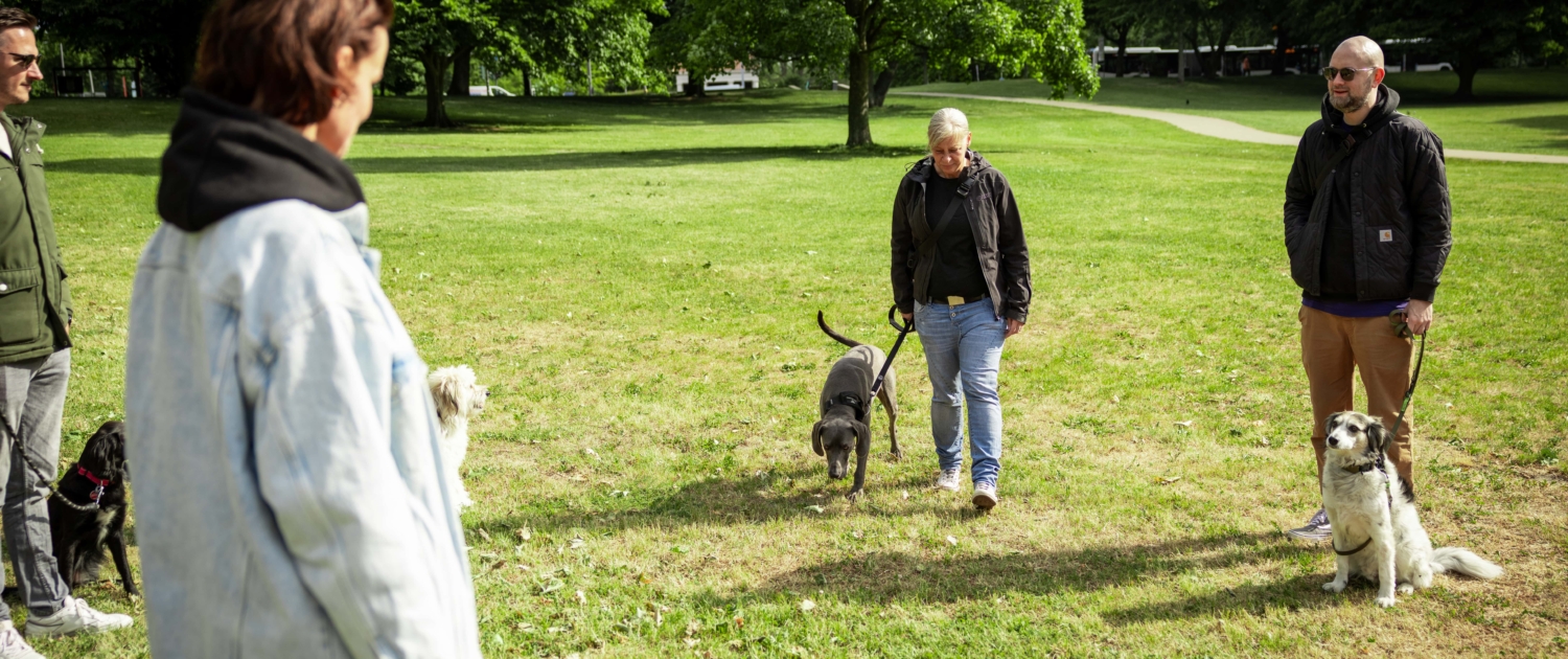 Gruppenkurs Freibeuter Hundetraining Hamburg
