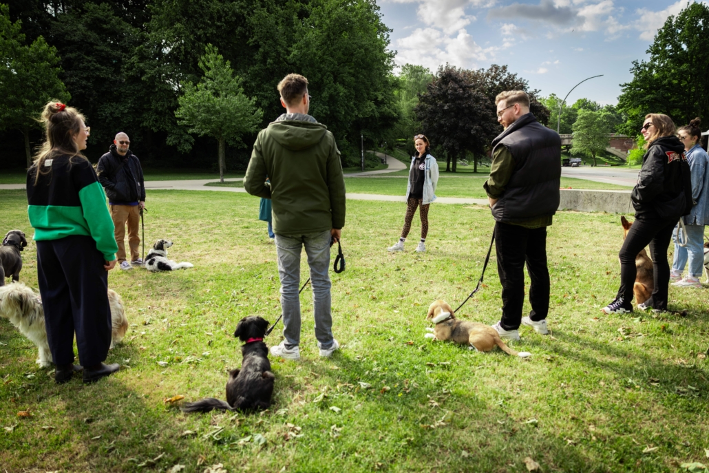 Gruppenkurs Freibeuter Hundetraining Hamburg