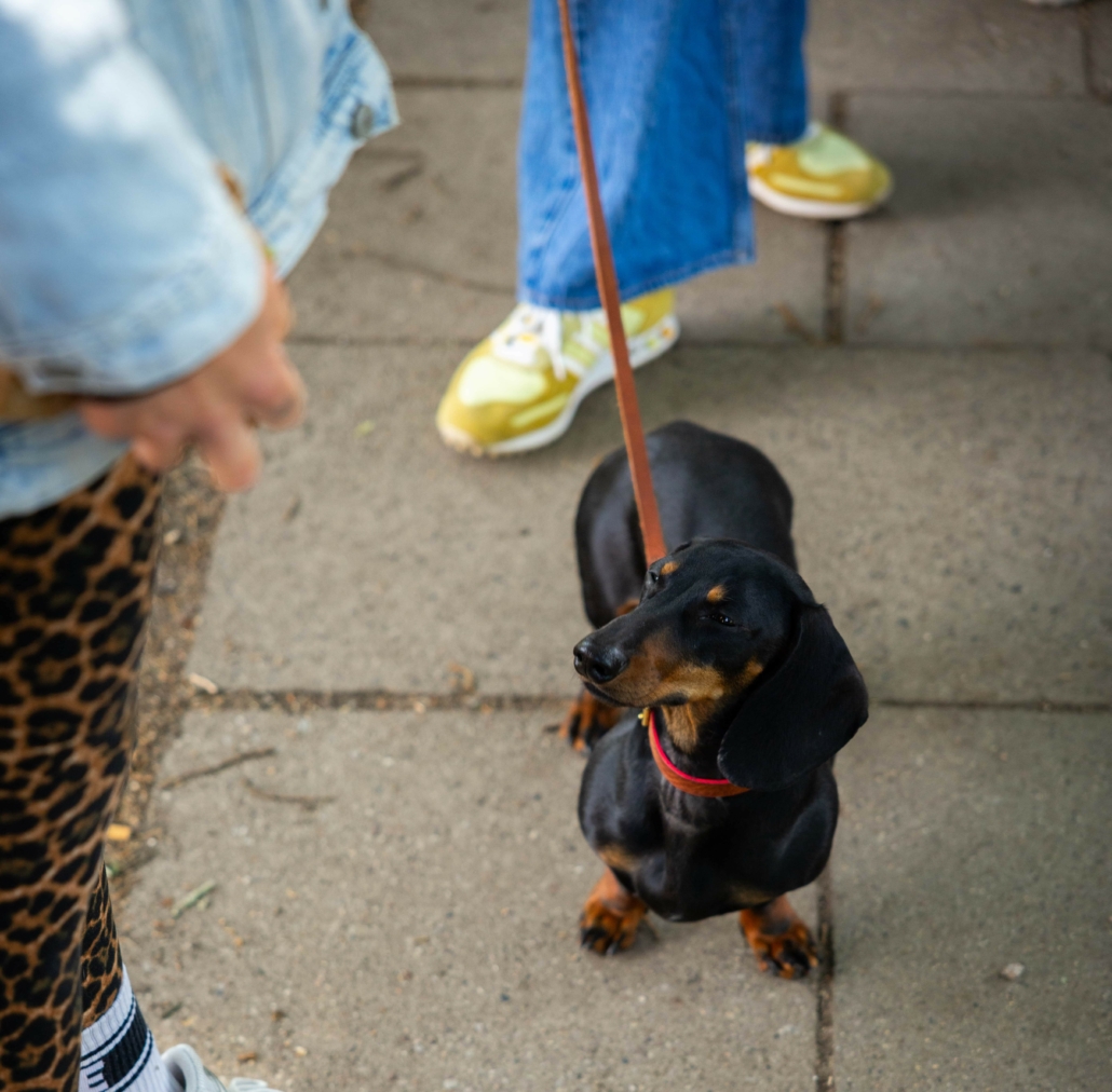 Dackel Fiete im Gruppentraining mit Freibeuter Hundetraining
