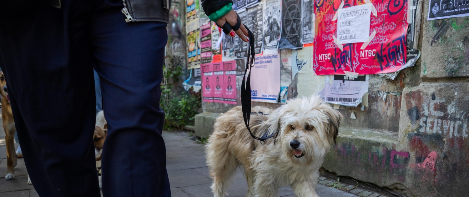 Freibeuter Hundetraining Hamburg