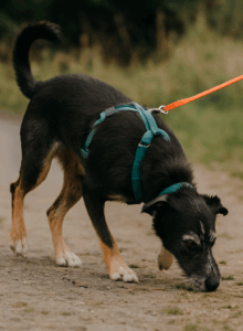 Hund im Freizeitkurs beim Schnüffeln