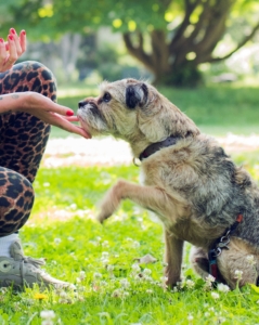 Hund im Training beim Pfötchen geben