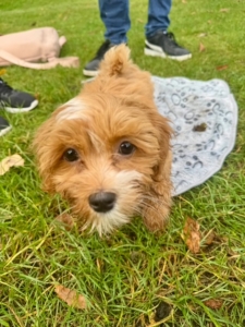 Hundewelpe der in die Kamera schaut