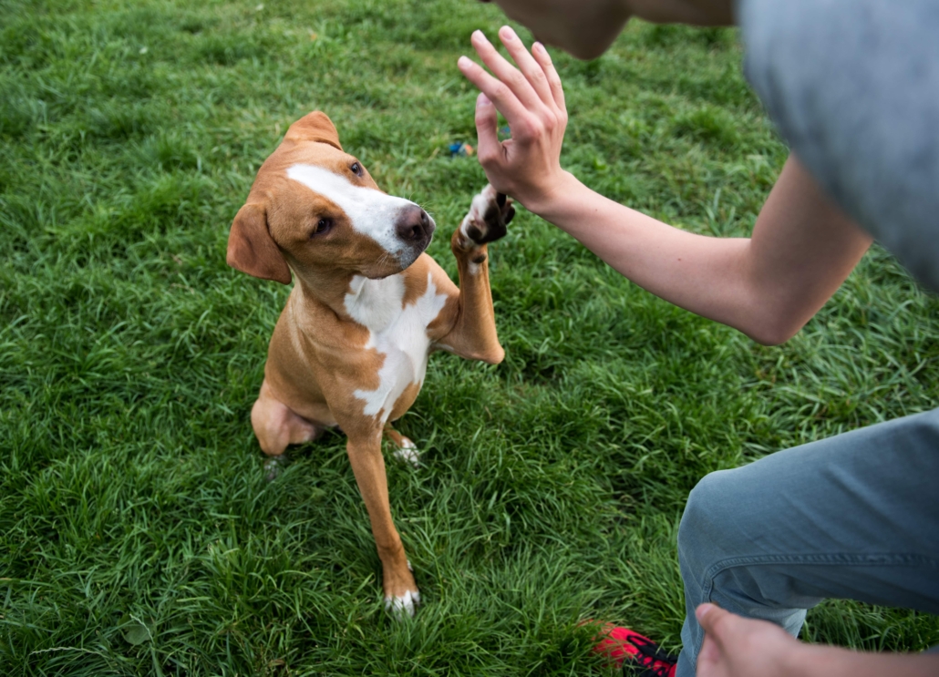 Hund gibt Pfötchen