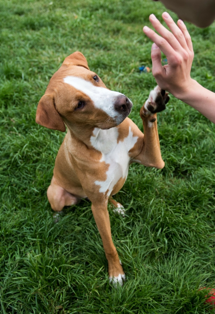 Hund gibt Pfötchen