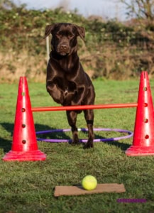Hund im Parcour