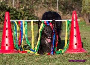 Hund beim Crossdogging