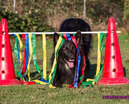 Hund beim Crossdogging