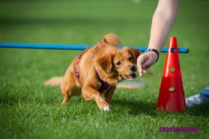 Hund beim Crossdogging