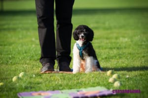 Hund sitzt neben einem stehenden Menschen auf der Wiese