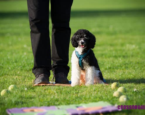 Hund sitzt neben einem stehenden Menschen auf der Wiese