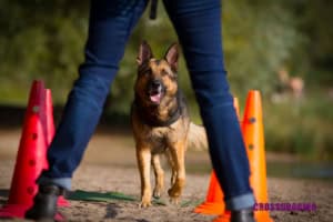 Schäferhund läuft Parcours zwischen Beinen durch