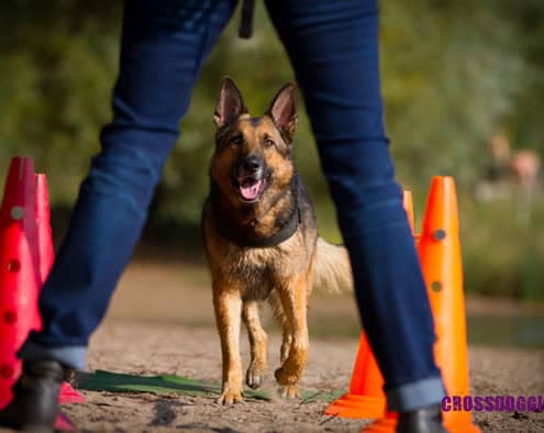 Schäferhund läuft Parcours zwischen Beinen durch