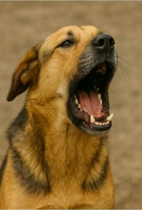 Hund der bellt