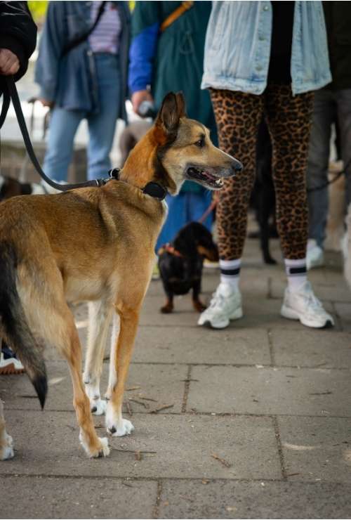 Kerstin Heitmann Freibeuter Hundetraining Hamburg (3) Hund an der Leine