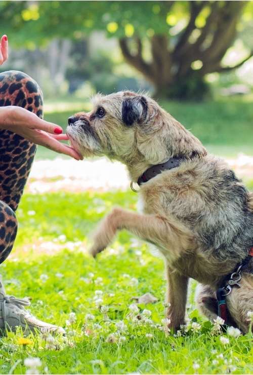 Kerstin Heitmann Freibeuter Hundetraining Hamburg (4) Hund beim Hundetrainung und Pfötchengeben