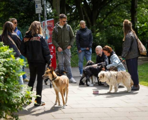 Gruppe mit mehreren Hunden beim Social Walk in St. Pauli