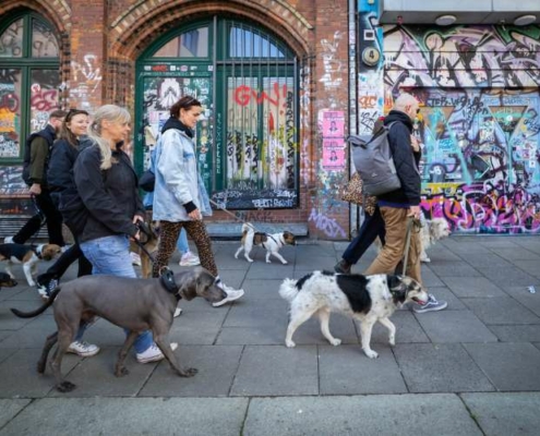 Social Walk mit Hunden vor Graffiti-Kulisse in St. Pauli